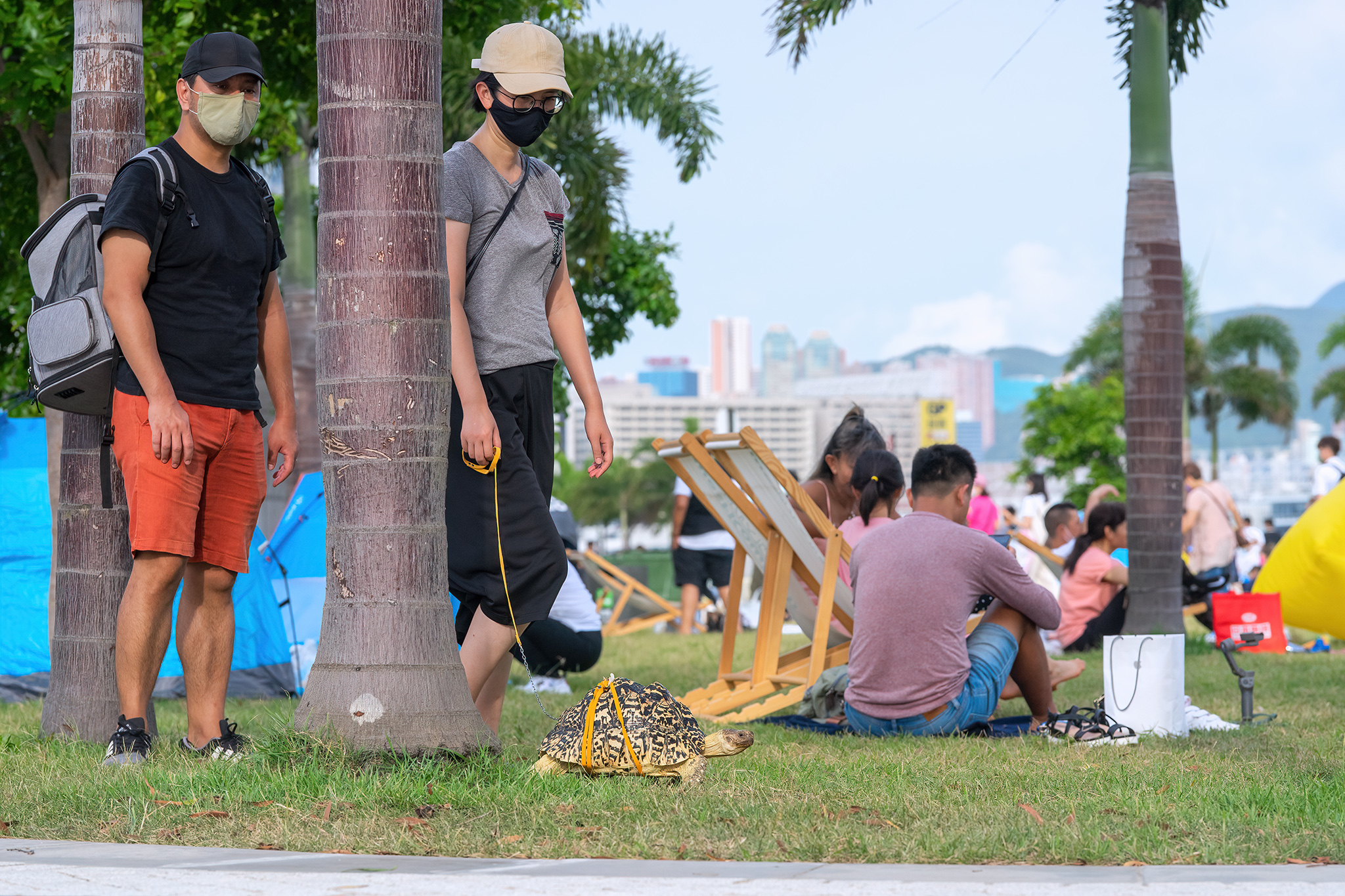 艺术公园欢迎可爱的猫猫、狗狗，龟龟也不例外！